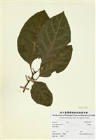 藏品(稜果榕)的圖片